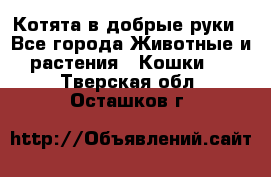 Котята в добрые руки - Все города Животные и растения » Кошки   . Тверская обл.,Осташков г.